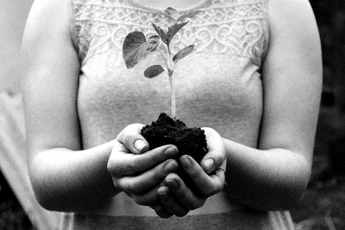 woman holding green leafed seedling